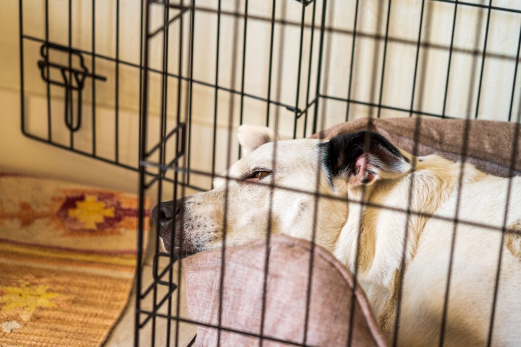 A dog sleeping in a crate.