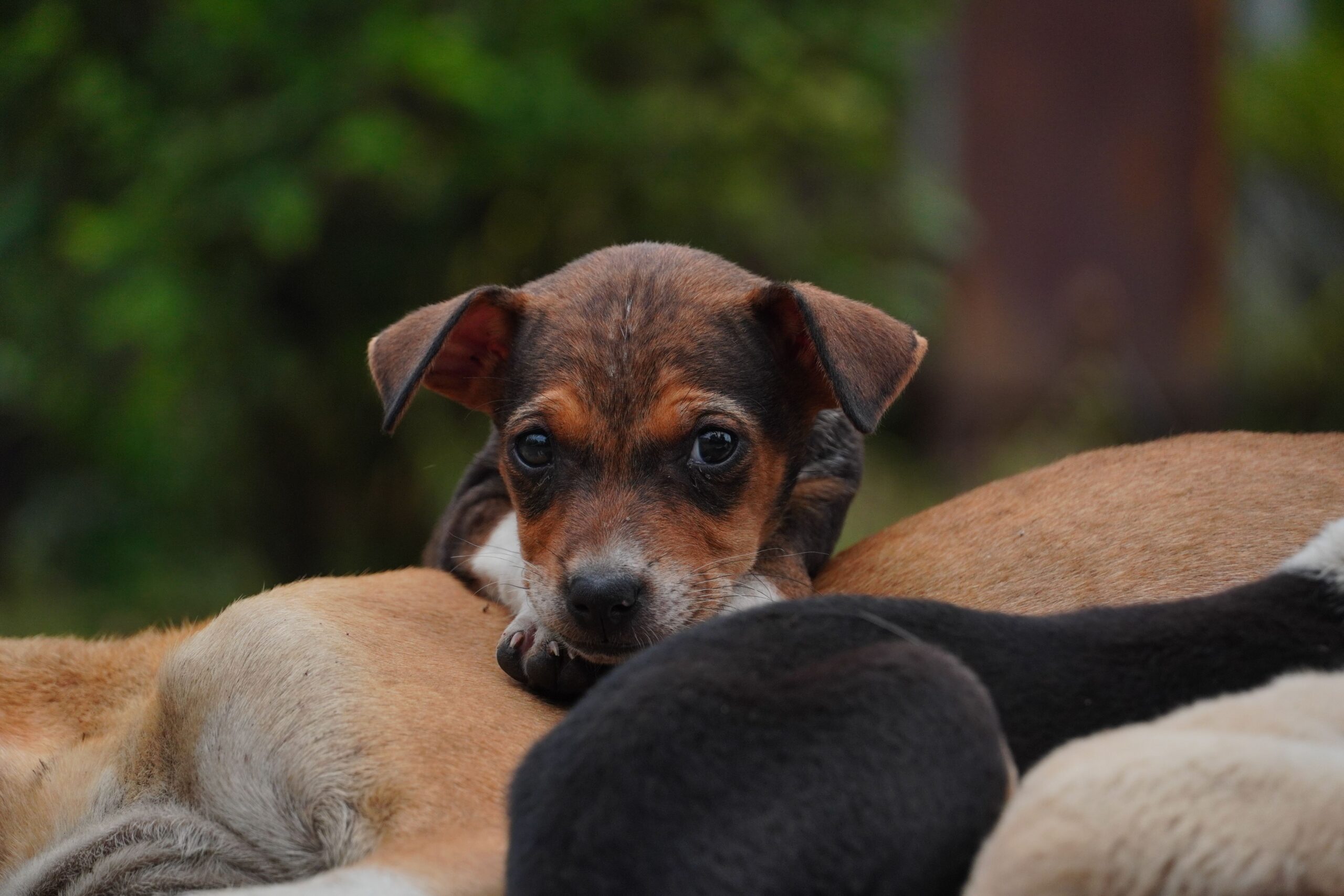 A small puppy sitting on an older dog
