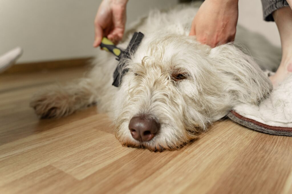 A white dog being brushed to reduce dog shedding.