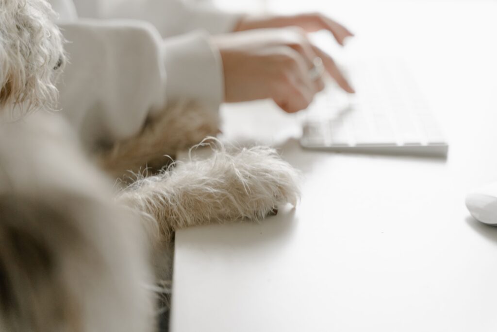 A dog sitting at the desk.