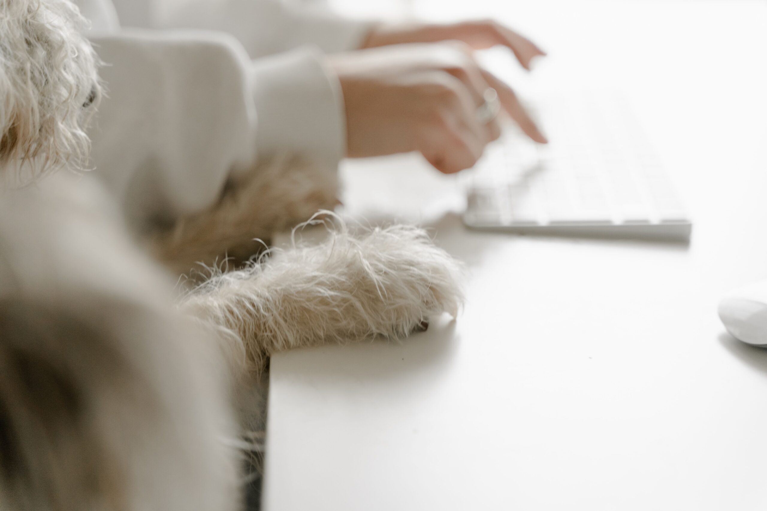 A dog sitting at the desk.