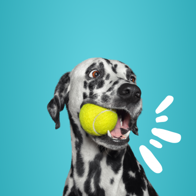Dog-imagery-for-K9-Heaven--quv250a3ewm0qncs6v5gw7td3zrpc2uukpjld2usv4